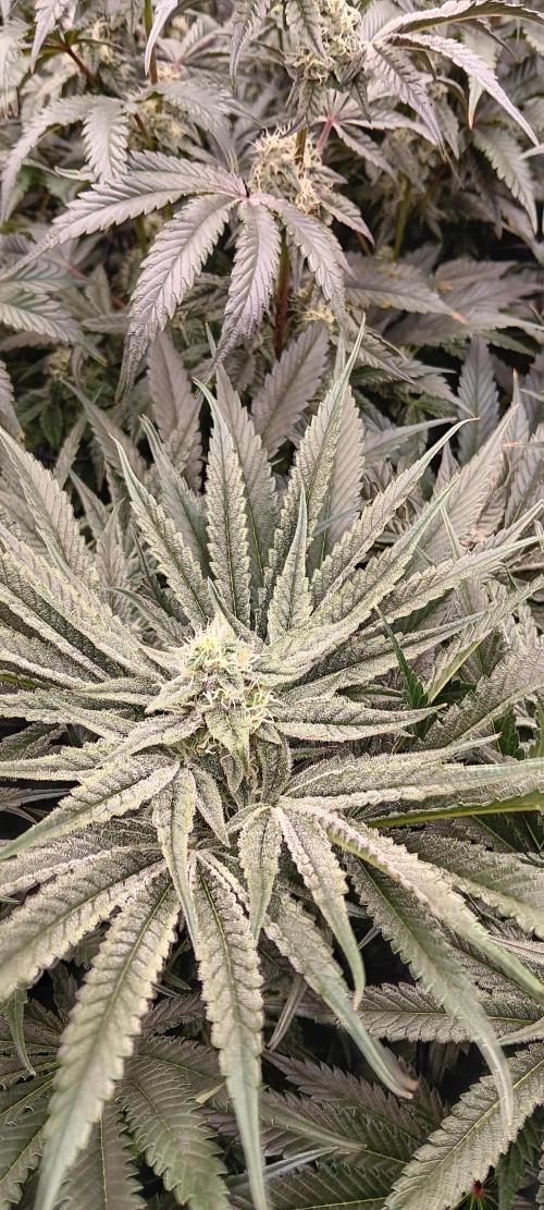 Chicken N Wafflez. Week 10