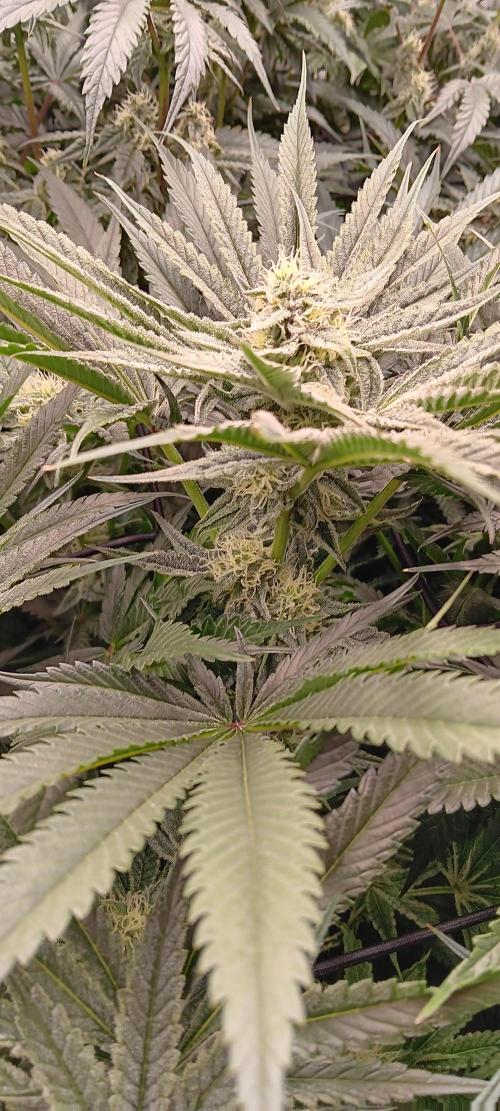 Chicken N Wafflez. Week 10