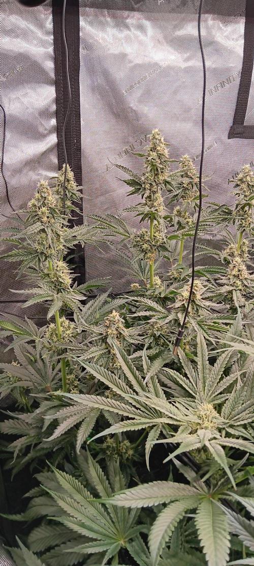 Chicken N Wafflez. Week 10