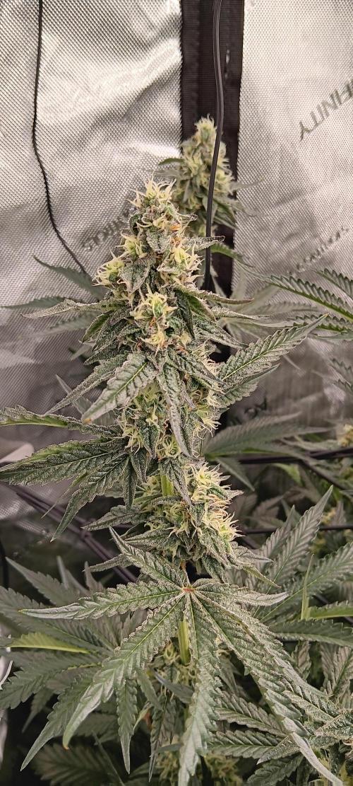 Chicken N Wafflez. Week 10