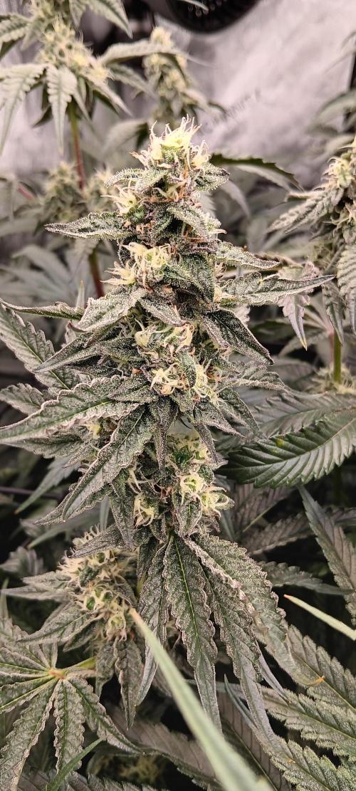 Chicken N Wafflez. Week 10