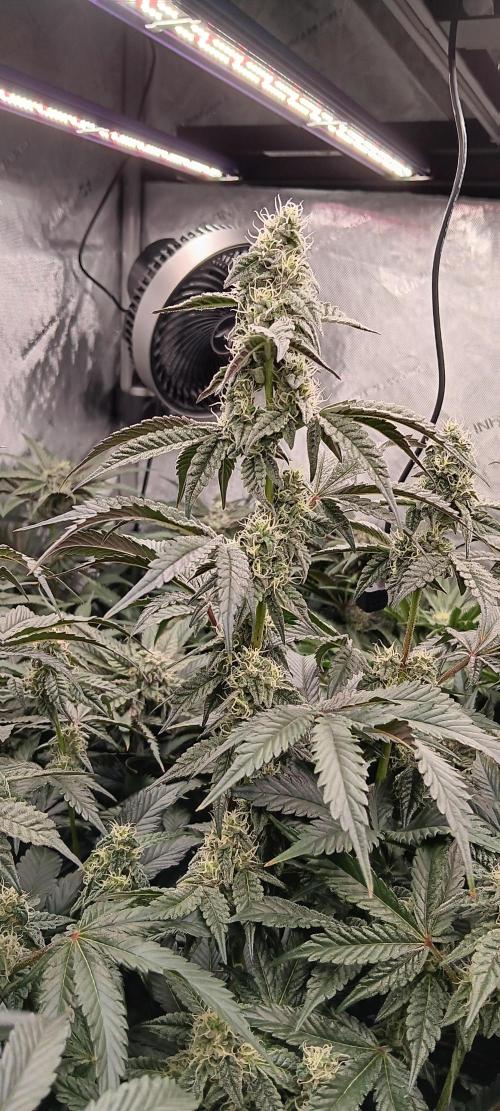 Chicken N Wafflez. Week 10