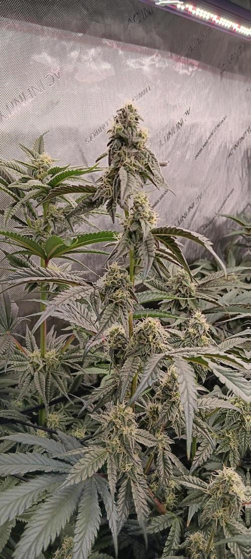 Chicken N Wafflez. Week 10