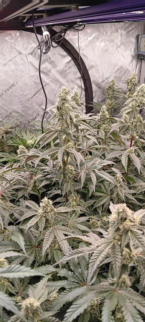 Chicken N Wafflez. Week 10