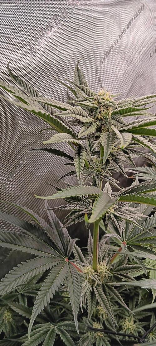 Chicken N Wafflez. Week 10