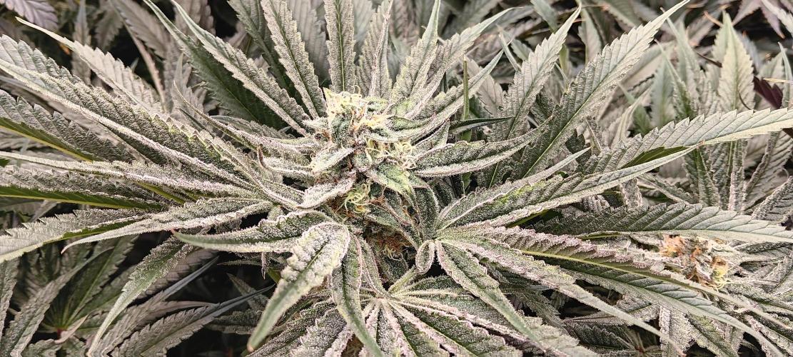 Chicken N Wafflez. Week 11