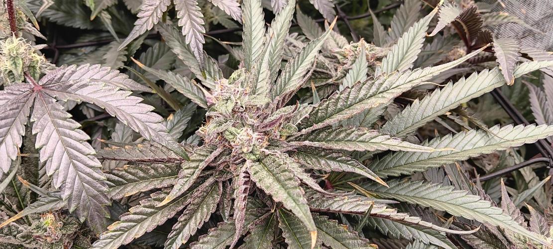 Chicken N Wafflez. Week 11