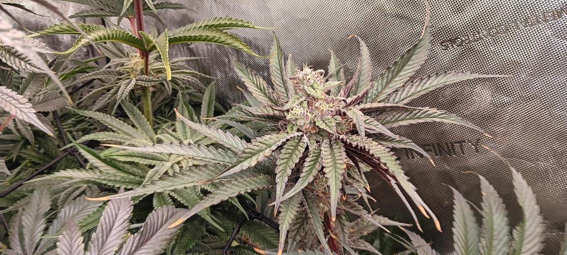 Chicken N Wafflez. Week 11