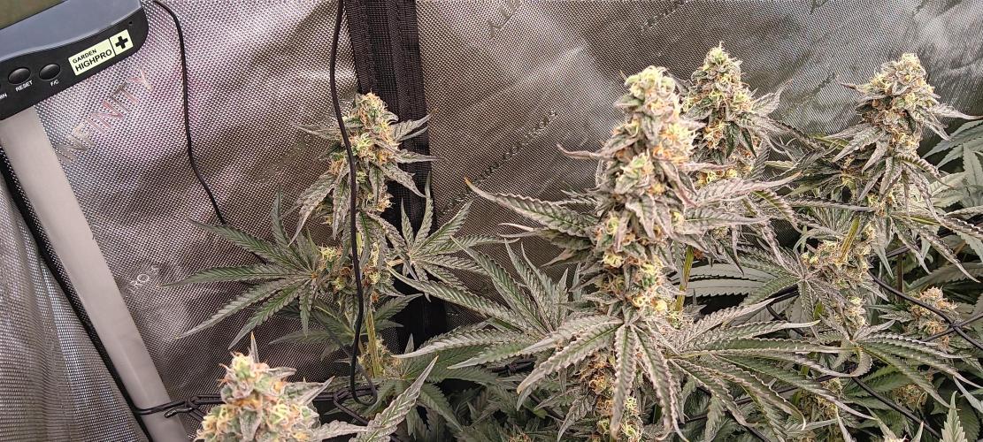 Chicken N Wafflez. Week 11