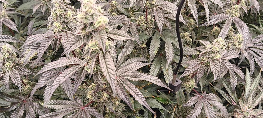 Chicken N Wafflez. Week 11