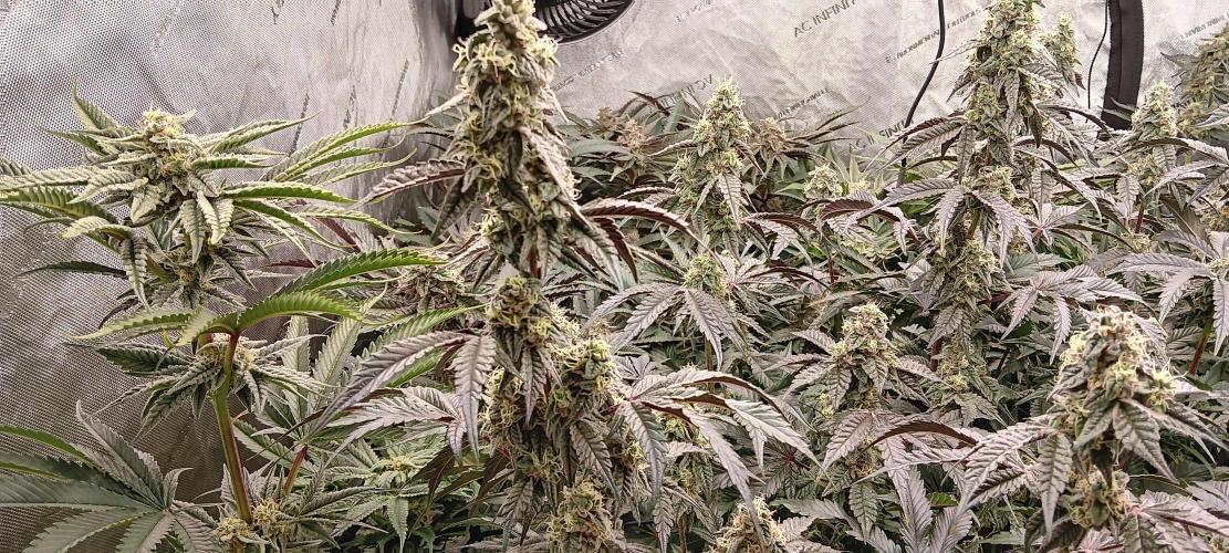 Chicken N Wafflez. Week 11