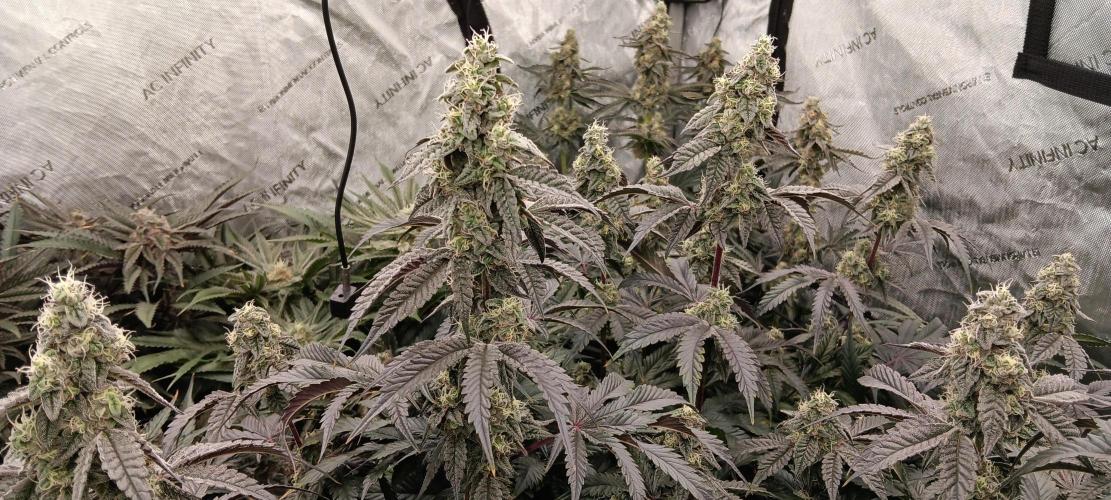 Chicken N Wafflez. Week 11