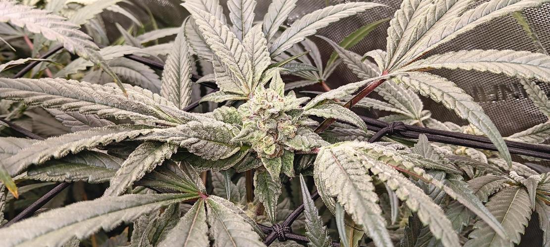 Chicken N Wafflez. Week 11