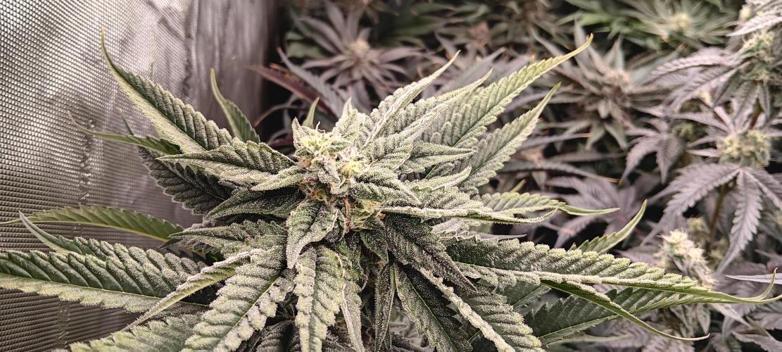 Chicken N Wafflez. Week 11