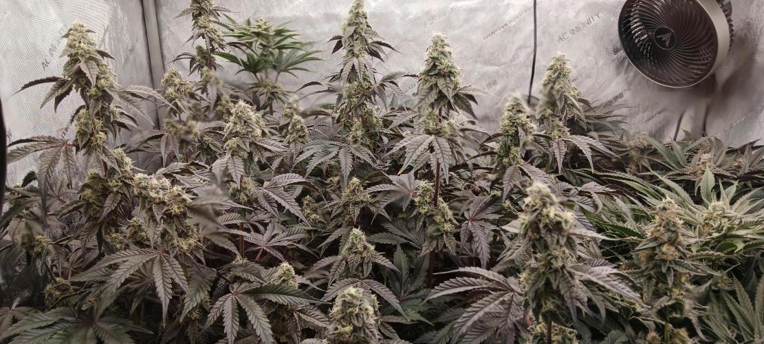 Chicken N Wafflez. Week 11