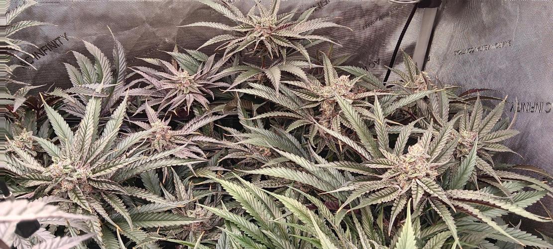 Chicken N Wafflez. Week 11