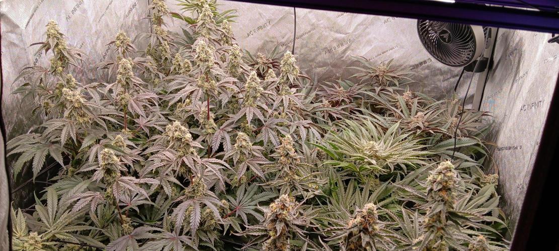 Chicken N Wafflez. Week 11