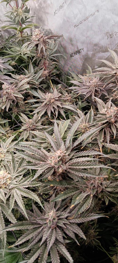 Chicken N Wafflez. Week 12