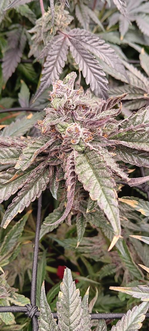 Chicken N Wafflez. Week 12