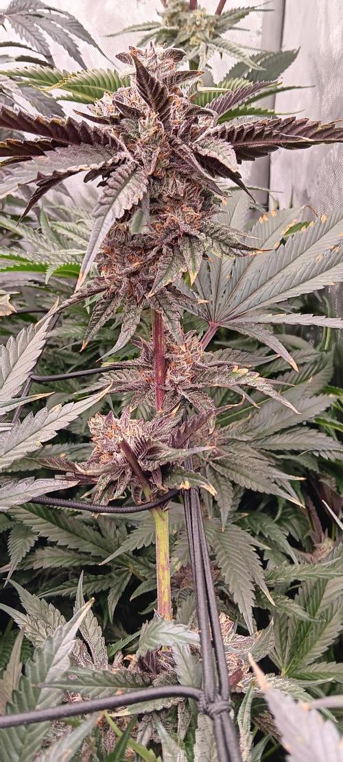 Chicken N Wafflez. Week 12