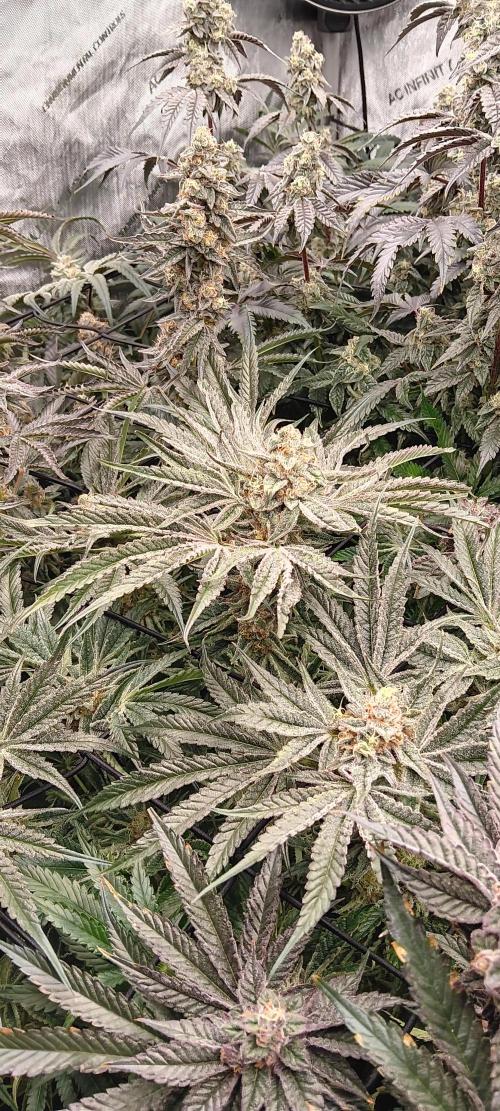 Chicken N Wafflez. Week 12