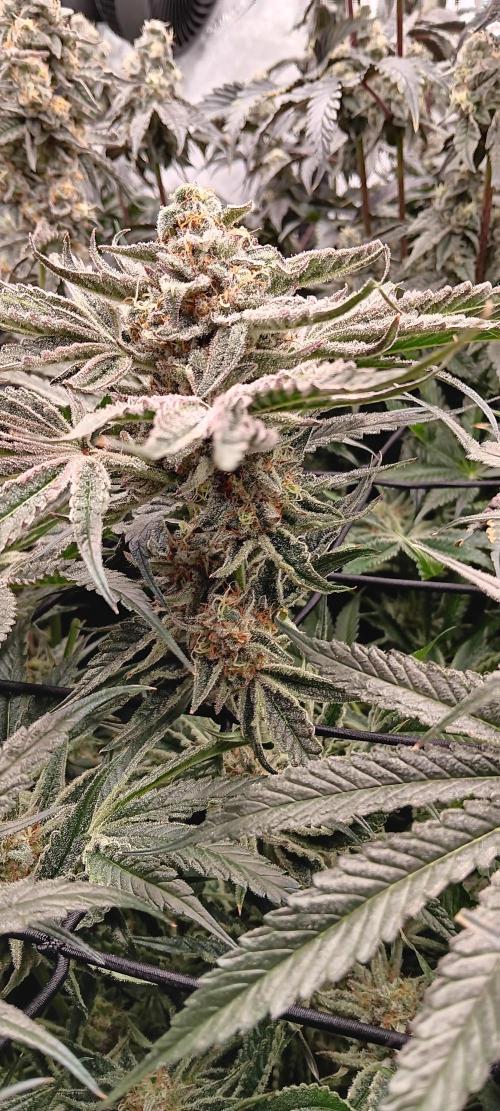 Chicken N Wafflez. Week 12