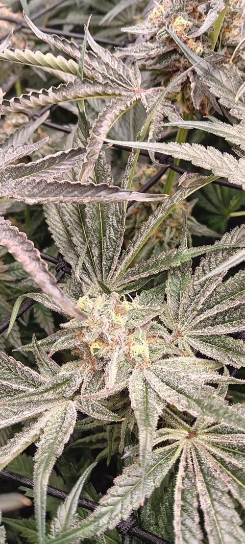 Chicken N Wafflez. Week 12