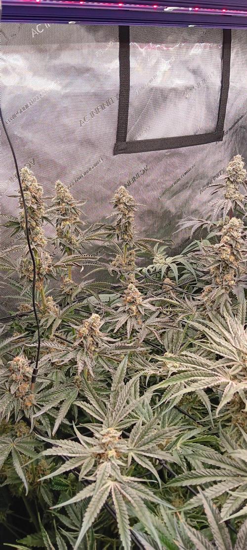 Chicken N Wafflez. Week 12