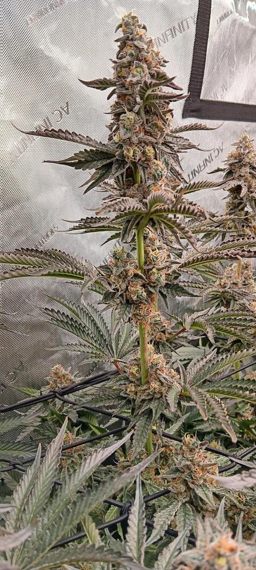 Chicken N Wafflez. Week 12