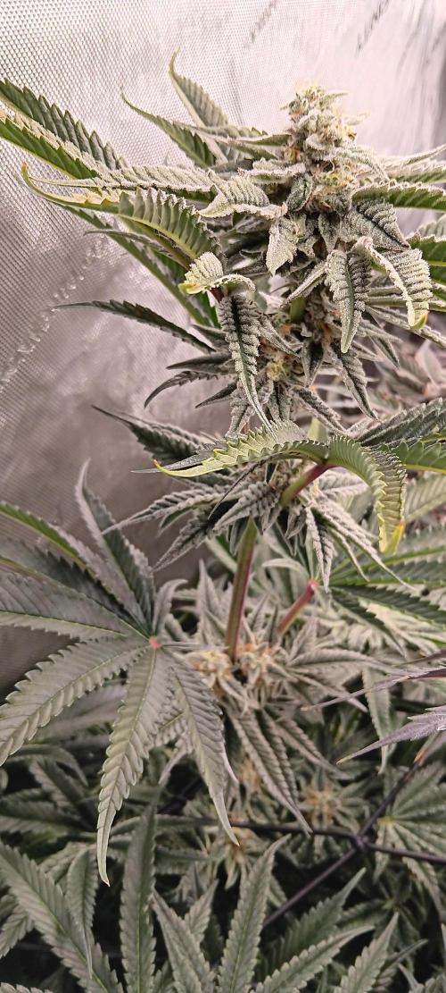 Chicken N Wafflez. Week 12