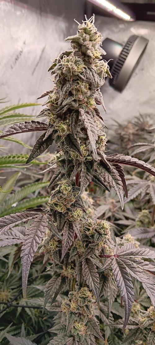 Chicken N Wafflez. Week 12