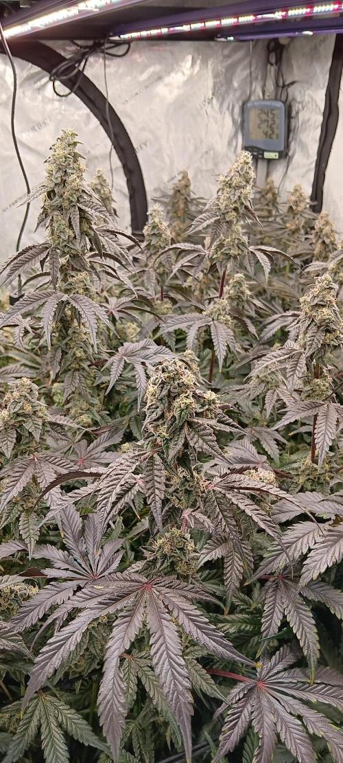 Chicken N Wafflez. Week 12