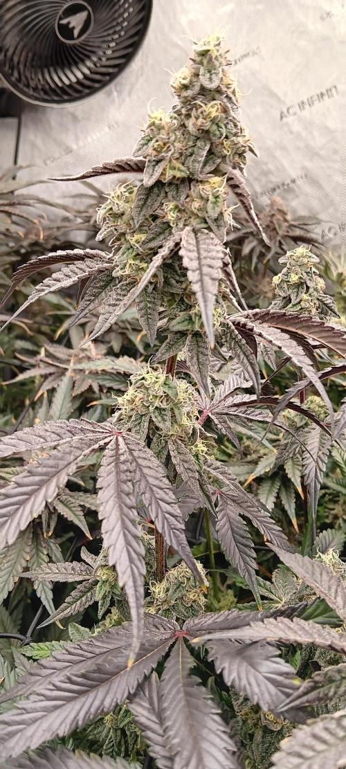 Chicken N Wafflez. Week 12