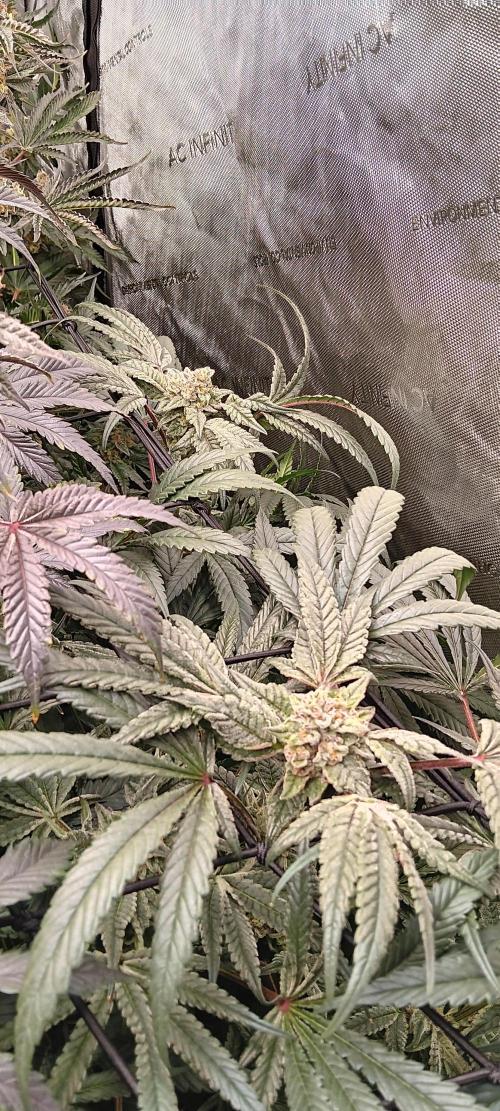 Chicken N Wafflez. Week 12