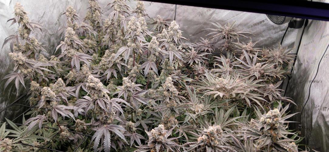 Chicken N Wafflez. Week 13