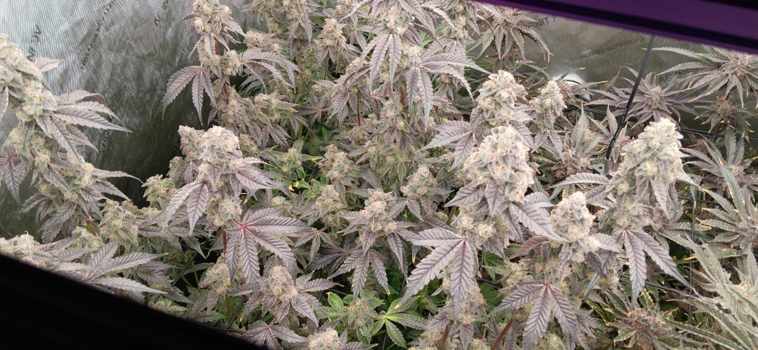 Chicken N Wafflez. Week 13