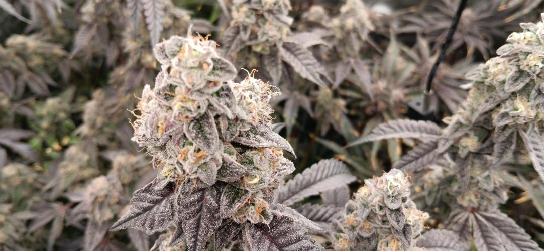 Chicken N Wafflez. Week 13