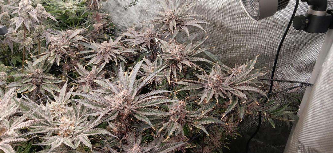 Chicken N Wafflez. Week 13