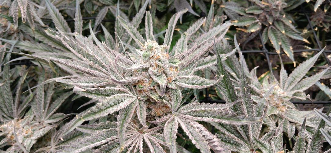 Chicken N Wafflez. Week 13