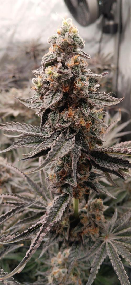 Chicken N Wafflez. Week 13