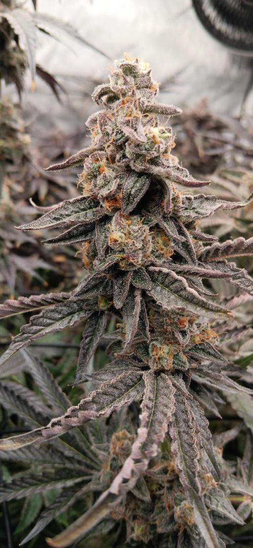 Chicken N Wafflez. Week 13