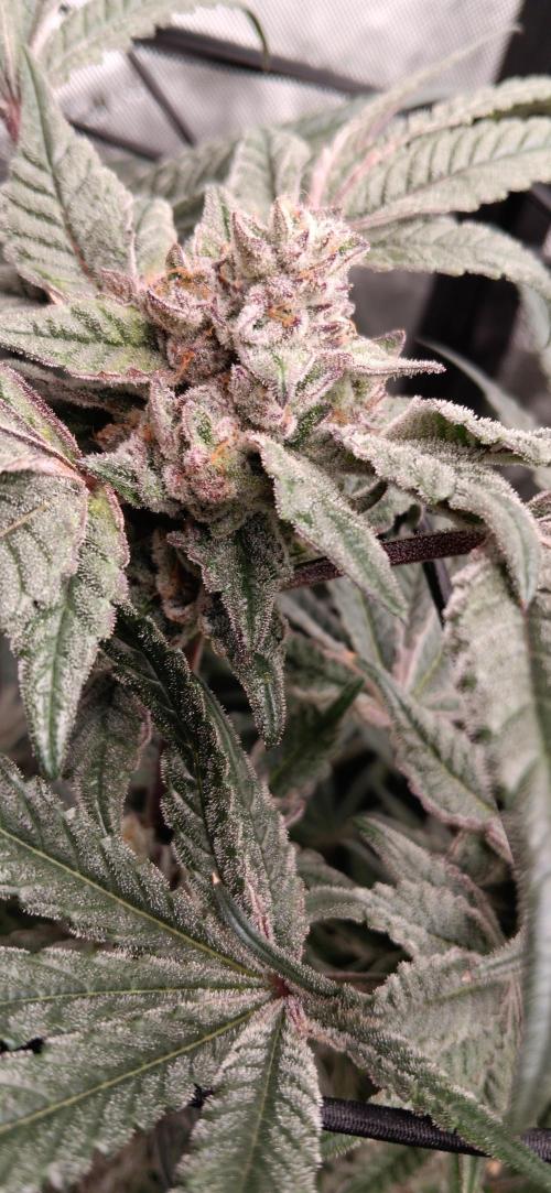 Chicken N Wafflez. Week 13