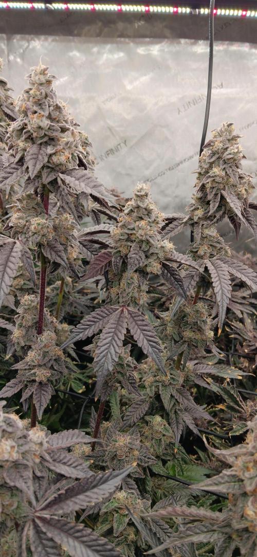 Chicken N Wafflez. Week 13