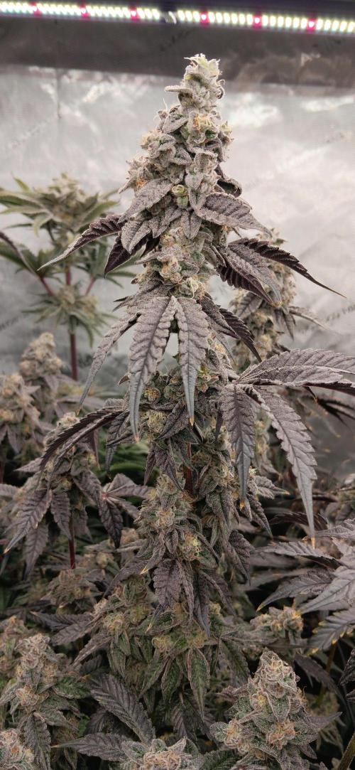 Chicken N Wafflez. Week 13