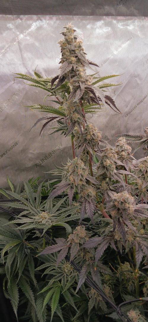 Chicken N Wafflez. Week 13