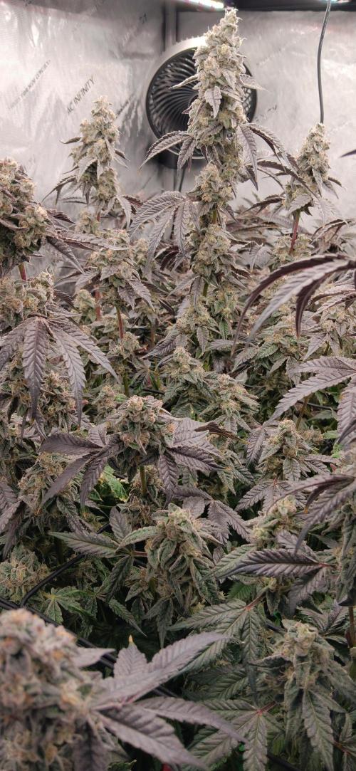 Chicken N Wafflez. Week 13