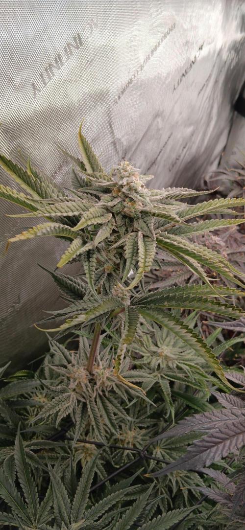 Chicken N Wafflez. Week 13