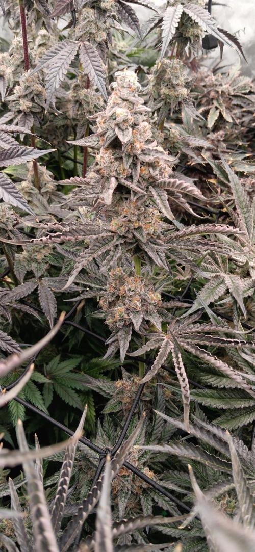 Chicken N Wafflez. Week 13