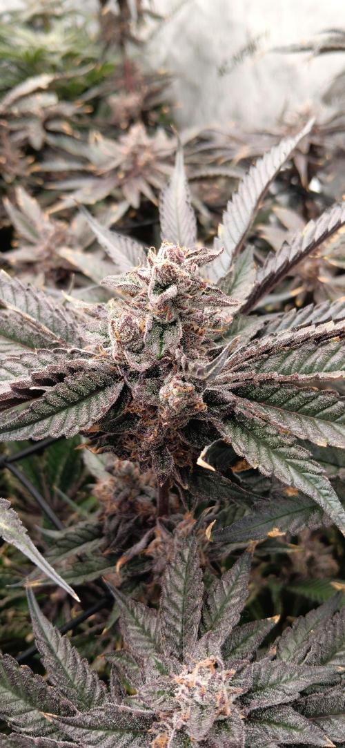 Chicken N Wafflez. Week 13