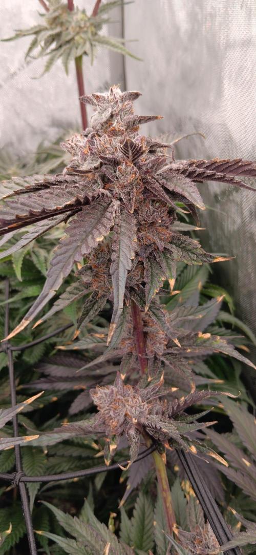 Chicken N Wafflez. Week 13